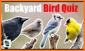 North American Bird Identifier - Bird Scanner related image