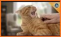 Tickling cat to fully related image