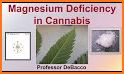 GrowCush - Cannabis deficiency detection related image