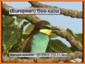Birds of Britain and Europe related image