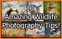 Wild Animals in Photo related image
