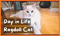 RagDoll Routine related image