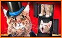 Wizard Cat related image