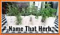 Guess name - Herbs and Spices related image