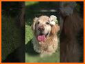 Dog Wallpapers & Puppy Backgrounds related image