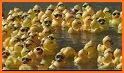 Duck Race related image