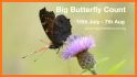 Big Butterfly Count related image