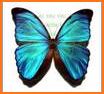 Blue Purple Beautiful Butterfly Free Theme related image