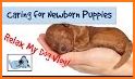 Dog Birth Newborn Puppy Care related image
