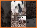 Cute Piglet Escape - A2Z related image