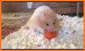 hamster collection related image