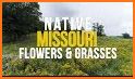 Missouri Wildflowers related image