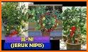 tips cara praktis dan cerdas menanam jeruk nipis related image