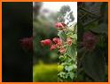 Photo editor: Background blur related image