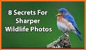 WildPapers - Wildlife Photography Wallpapers related image