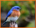Bluebird Dictionary: 163 languages 5,000,000 words related image