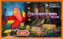 Free New Escape Game 104 Colourful Bird Escape related image