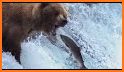 Grizzly bears: Honeycomb Wild Bear Mountain related image