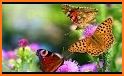 Butterflies live wallpaper related image