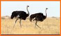 The Ostrich related image