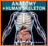Skeleton | 3D Anatomy related image