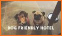 Pet Friendly Hotels related image