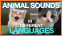 First Animals (in 5 languages) related image