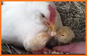 Mother Hen related image