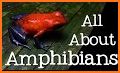 Amazing Amphibians related image
