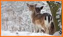 Winter Nature related image