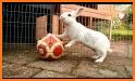 Jumping Rabit Master related image