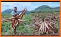 Cassava related image