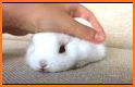 Cute Rabbit Face related image