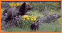 WildlifeDrives-YellowstoneGTNP related image