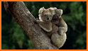 Feed To The Koala related image