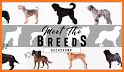 AKC Meet the Breeds related image