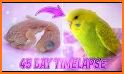 Bird Day related image