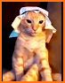 Arabic Cat related image