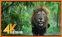 Wild Roar Lion Keyboard Theme related image