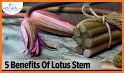 Lotus Stem related image