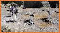 Best Escape Game 453 Penguin Escape Game related image