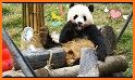 Cute Eating Bamboo Baby Panda Theme related image