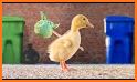 Baby Duck Puzzle - Download Free Baby Duck Puzzle related image