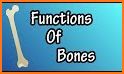 Human Anatomy: Inside Human Body Organs and Bones related image