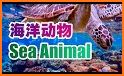 Sea Animals - DuDu Kids多多海洋动物 related image