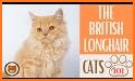 British Longhair Cat related image