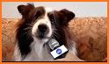 Xmas Dog WF by HuskyDEV related image