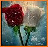 Flowers And Roses Images GIFs related image