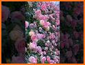 Pink Rose Flowers Theme related image