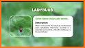 Insect Identifier - Bug identifier app related image